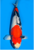showa_gr.PNG