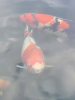 showa_gr2.png