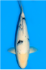 bekko.PNG