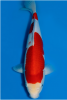 kohaku.PNG