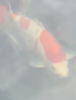 kohaku_1.png