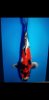 Screenshot_20230518-203324_Gallery.jpg