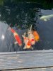 Koi.jpg