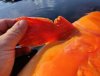 IMG_20220421_164112.JPG
