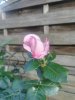 IMG_20230611_180254.jpg