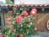 IMG_20230618_160617.jpg