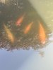 IMG_0179.jpeg