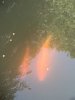 IMG_0178.jpeg