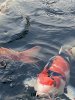 IMG_7380.jpeg