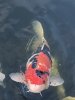 IMG_7372.jpeg