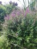20230721_131329.jpg