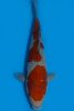 023-karashiochibashigure-1-f-40cm-a-2022-id-j05aj4s-dsc_5788-auktion598.jpeg