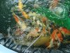 Fischsuppe 2.JPG