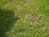 Rasen 002.JPG