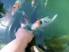 koi kommen an die hand 005.jpg