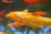 koi3.jpg