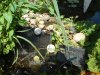 DSC00511.JPG
