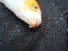 Koi6.jpg