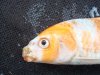 Koi3.jpg