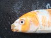Koi4.jpg