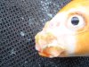 Koi1.jpg