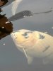 IMG_3937[1].jpeg