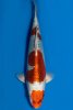 karashikujaku-1-f-30cm-a-2022-id-h73xyc5-dsc_9299.jpeg