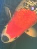 IMG_0470.jpeg