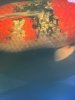 IMG_0477.jpeg