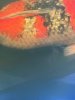 IMG_0478.jpeg
