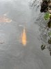 IMG_0484.jpeg