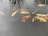 IMG_3750.jpeg