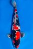 showa-2-m-51cm-a-2017-77l5r57l-dsc_8602-f2.jpg