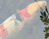 Screenshot 2024-05-05 122559.png