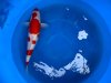 Kohaku Oofuchi Sansai ca.60cm female 2.jpg