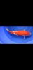 Screenshot_20240607_150924_Gallery.jpg