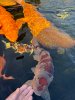 IMG_2818.jpeg