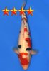 Takano Sanke JumboTosai M-Sanke – 47cm.jpg