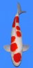 Sakai kohaku-46cm-sansai.jpg
