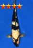 Dainichi Shiro JumboTosai Monster2 – 50cm.jpg