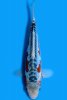 262-shusui-1-fm-19cm-a-2023-id-14kkzt2-dsc_6925-direkb17.jpg