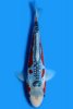 272-shusui-1-fm-23cm-a-2023-id-ldqcpsh-dsc_6888-direkb17.jpg