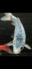 404BCBEE-FBB5-41EA-BF91-225A36930E1B.png