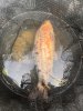 IMG_2337.jpeg