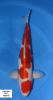 Koromo Yagenji 2013.png