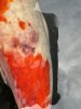 IMG_2234.jpeg