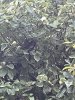 IMG_1830.jpeg