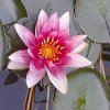 Nymphaea Gloriosa.jpg