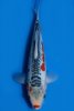 shusui-1-f-29cm-a-2022-id-dhbeb1u-dsc_2003-auktion588 (1).jpeg
