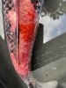 IMG_2157.jpeg